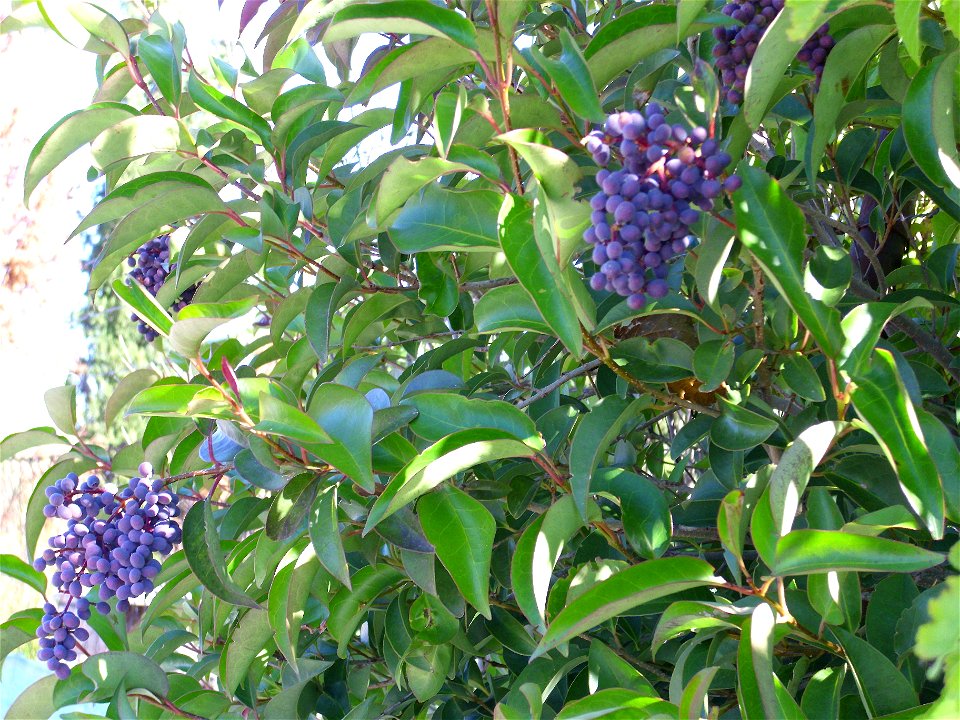 Ligustrum lucidum fruits close up, Parque Gasset (Ciudad Real), Spain