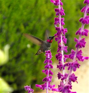 Anna's Hummingbird Calypte anna feeding at Salvia leucantha in the Water Conservation Garden at Cuyamaca College in El Cajon, California, USA. Plant identified by sign.