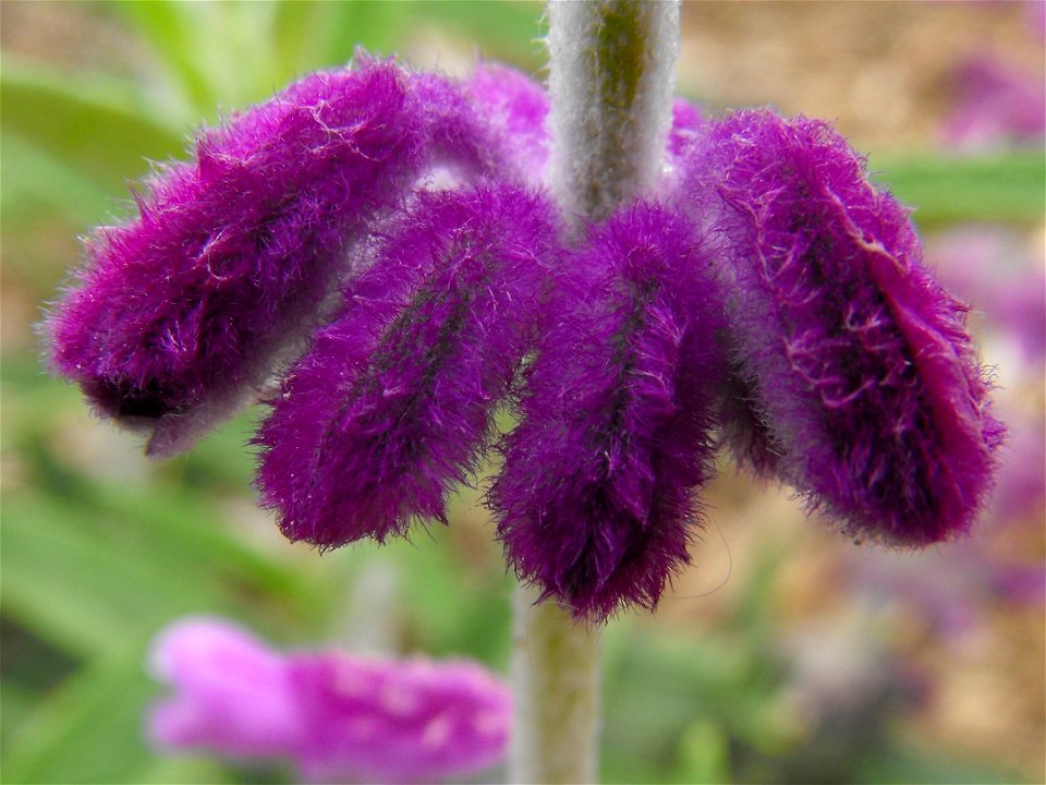 Salvia leucantha 'Midnight' at the Wild Animal Park, Escondido, California, USA. Identified by sign.