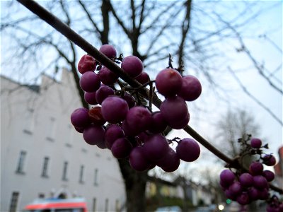 Chinesische Schönfrucht (Callicarpa bodinieri) an der Scheidter Straße in Saarbrücken photo