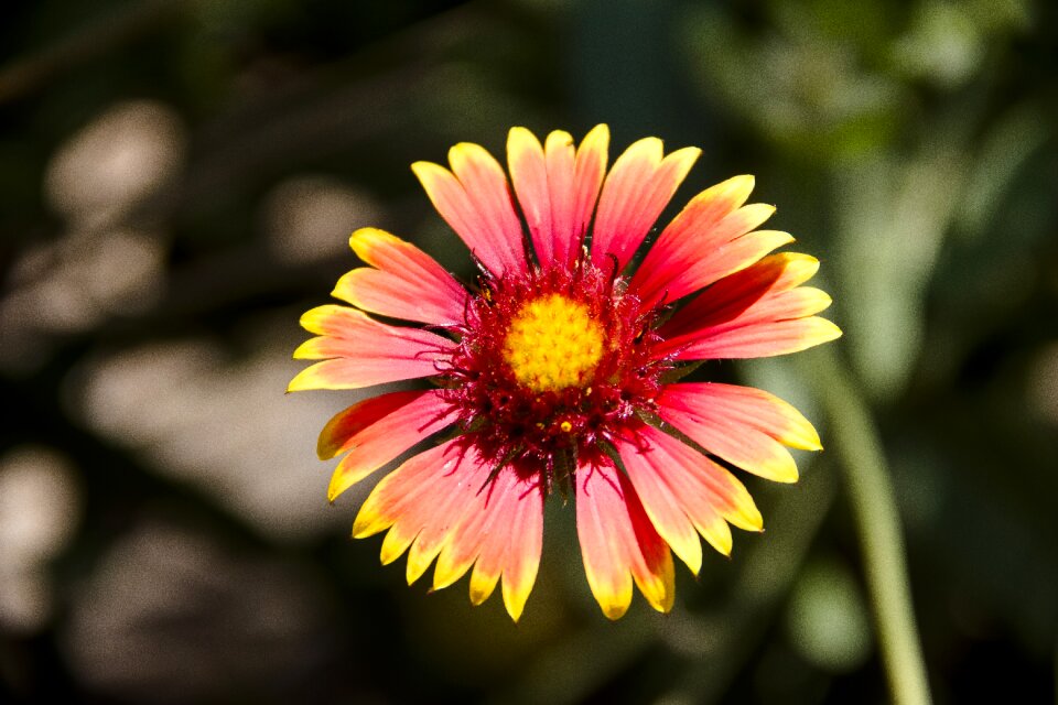 Flora love flower garden