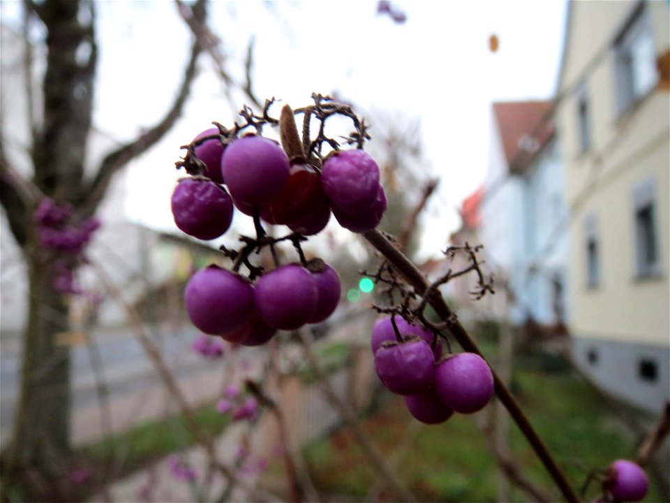Chinesische Schönfrucht (Callicarpa bodinieri) an der Scheidter Straße in Saarbrücken