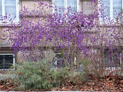 Callicarpa bodinieri with its magenta berries near the Palais universitaire de Strasbourg (Bas-Rhin, France).