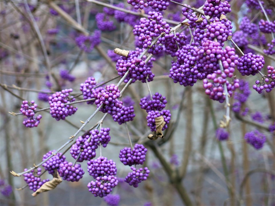 Callicarpa bodinieri with its magenta berries near the Palais universitaire de Strasbourg (Bas-Rhin, France).