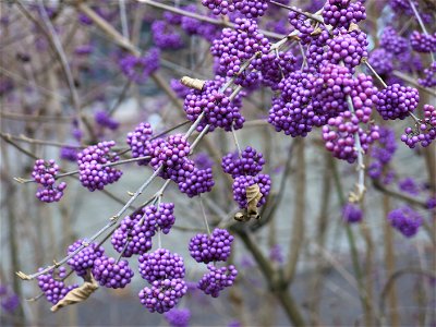 Callicarpa bodinieri with its magenta berries near the Palais universitaire de Strasbourg (Bas-Rhin, France).