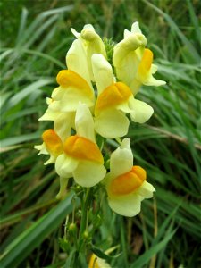 Leinkraut (Linaria vulgaris) im Hockenheimer Rheinbogen