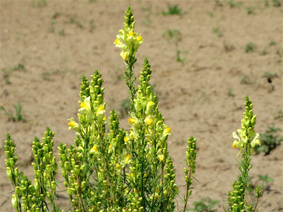 Echtes Leinkraut (Linaria vulgaris) bei Reilingen