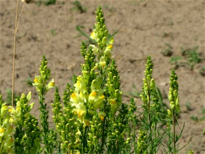 Echtes Leinkraut (Linaria vulgaris) bei Reilingen