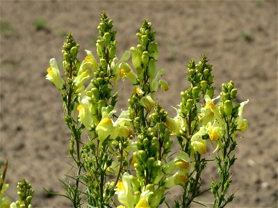 Echtes Leinkraut (Linaria vulgaris) bei Reilingen