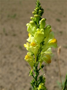 Echtes Leinkraut (Linaria vulgaris) bei Reilingen