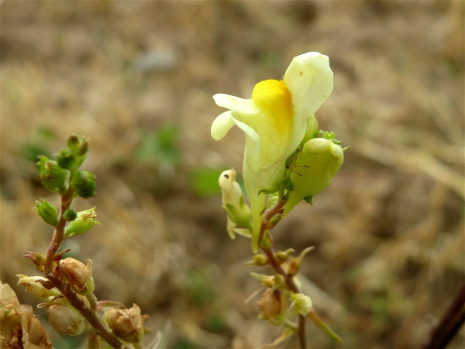 Echtes Leinkraut (Linaria vulgaris) bei Wiesbaden-Nordenstadt