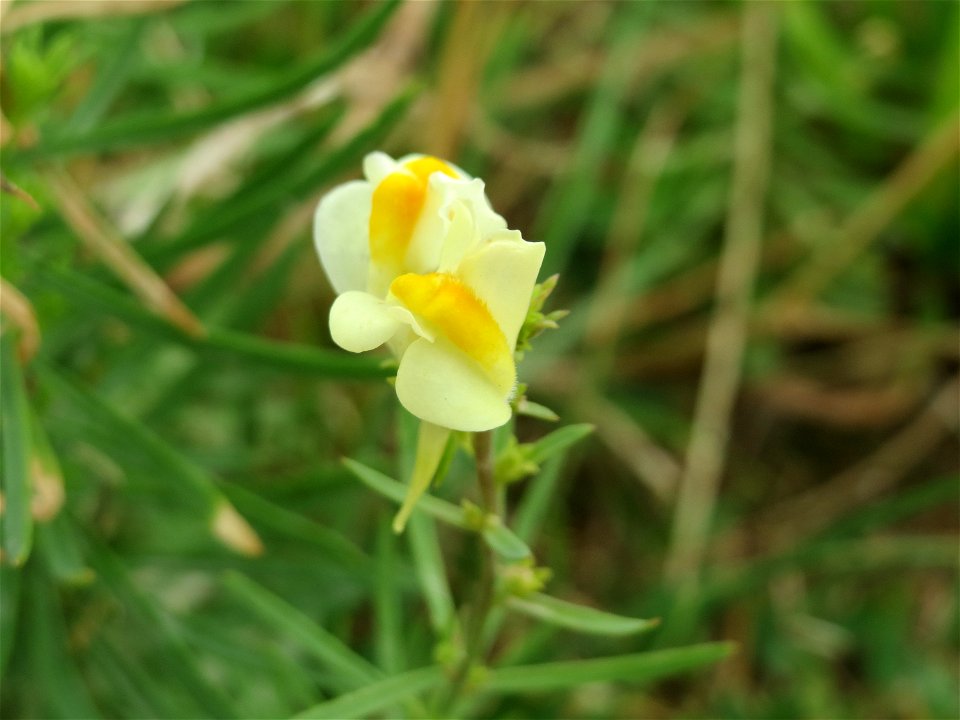 Echtes Leinkraut (Linaria vulgaris) bei Wiesbaden-Nordenstadt