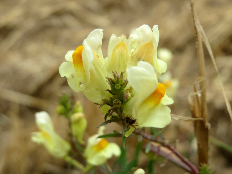 Echtes Leinkraut (Linaria vulgaris) bei Wiesbaden-Nordenstadt