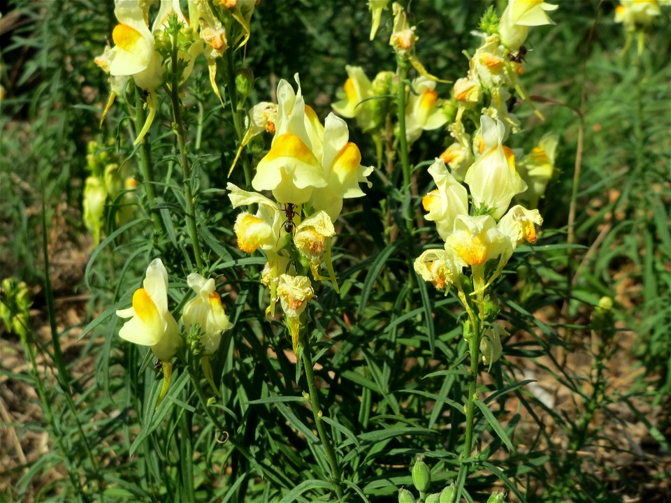 Echtes Leinkraut (Linaria vulgaris) an der A6 im Schwetzinger Hardt