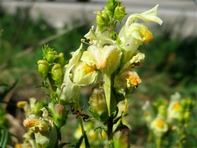 Echtes Leinkraut (Linaria vulgaris) an der A6 im Schwetzinger Hardt