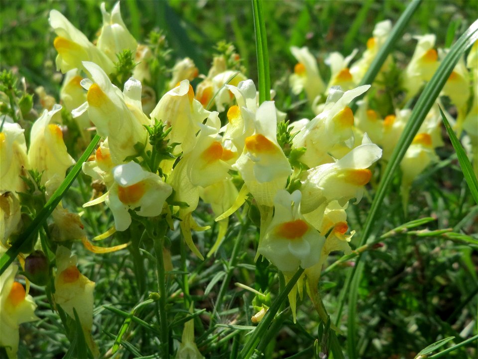 Gewöhnliches Leinkraut (Linaria vulgaris) am Schalkenmehrener Maar