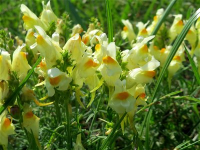 Gewöhnliches Leinkraut (Linaria vulgaris) am Schalkenmehrener Maar