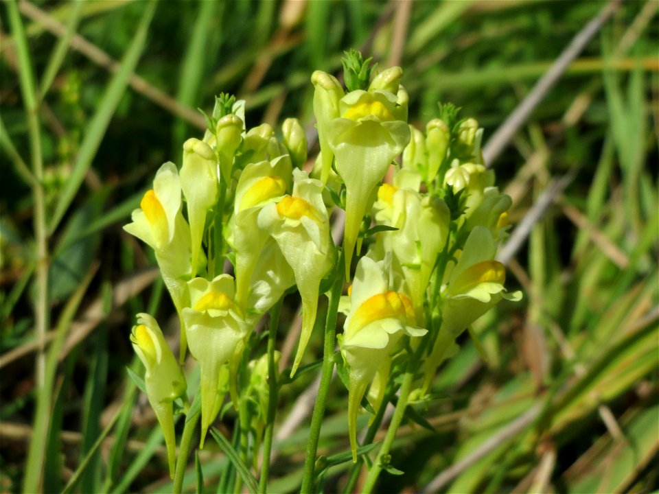 Echtes Leinkraut (Linaria vulgaris) im Hockenheimer Rheinbogen