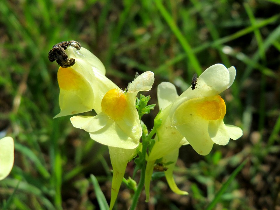 Gewöhnliches Leinkraut (Linaria vulgaris) am Schalkenmehrener Maar