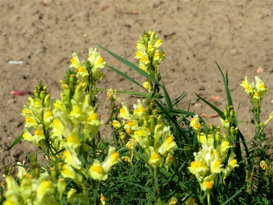 Echtes Leinkraut (Linaria vulgaris) bei Reilingen