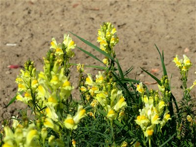 Echtes Leinkraut (Linaria vulgaris) bei Reilingen