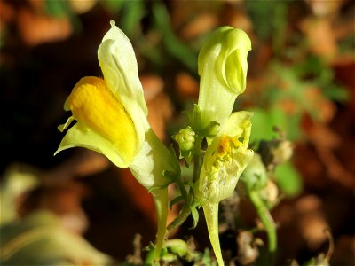 Echtes Leinkraut (Linaria vulgaris) in Hockenheim