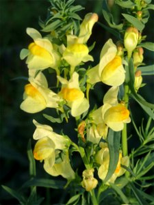 Echtes Leinkraut (Linaria vulgaris) in Hockenheim