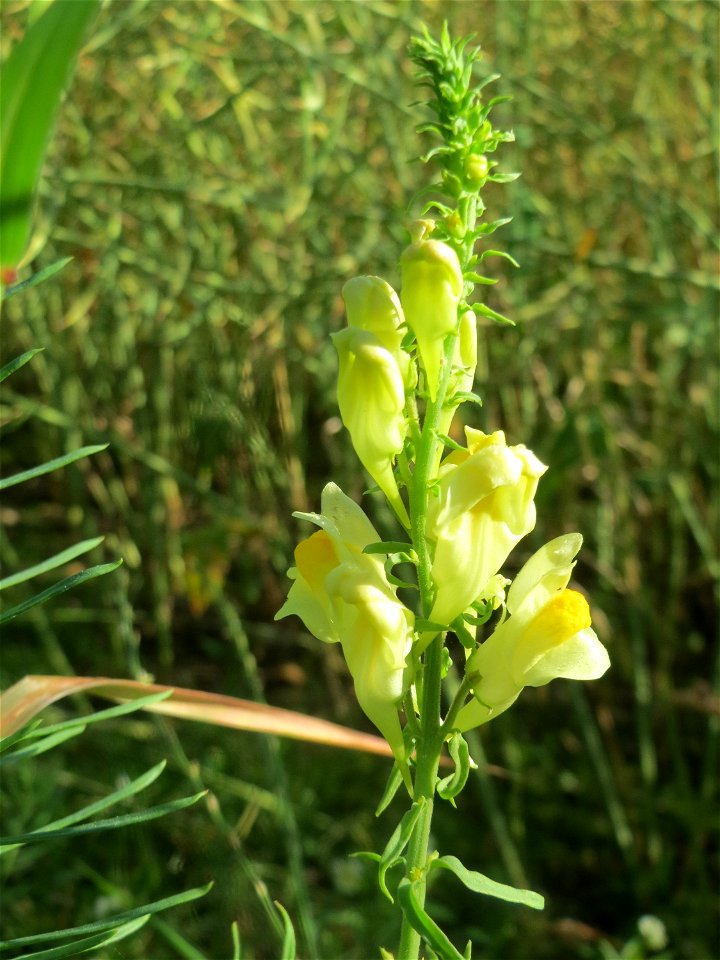 Echtes Leinkraut (Linaria vulgaris) bei Nußloch