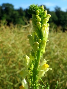 Echtes Leinkraut (Linaria vulgaris) bei Nußloch