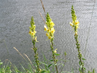 Echtes Leinkraut (Linaria vulgaris) an der Saar in Saarbrücken