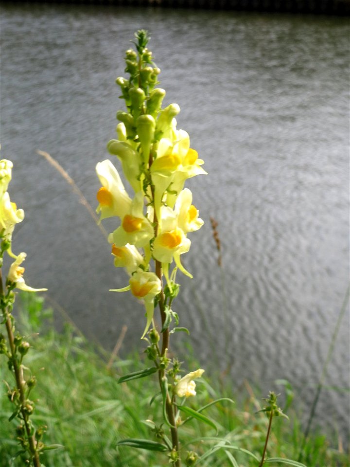 Echtes Leinkraut (Linaria vulgaris) an der Saar in Saarbrücken