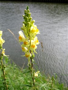 Echtes Leinkraut (Linaria vulgaris) an der Saar in Saarbrücken