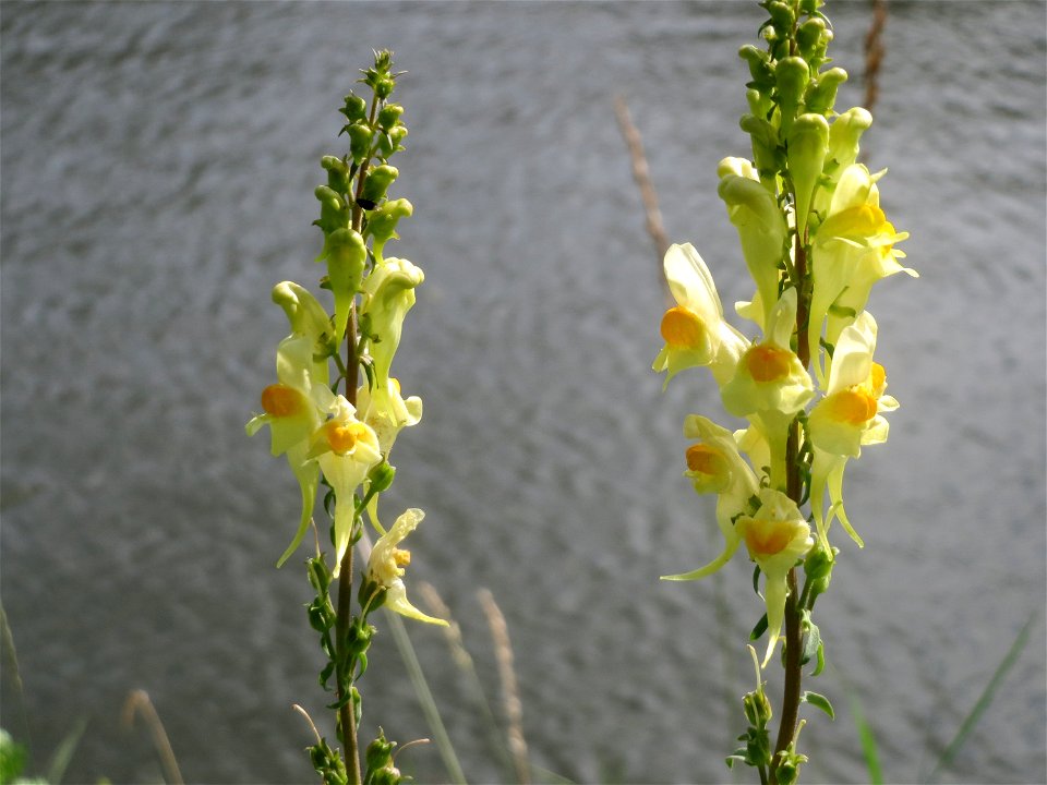 Echtes Leinkraut (Linaria vulgaris) an der Saar in Saarbrücken