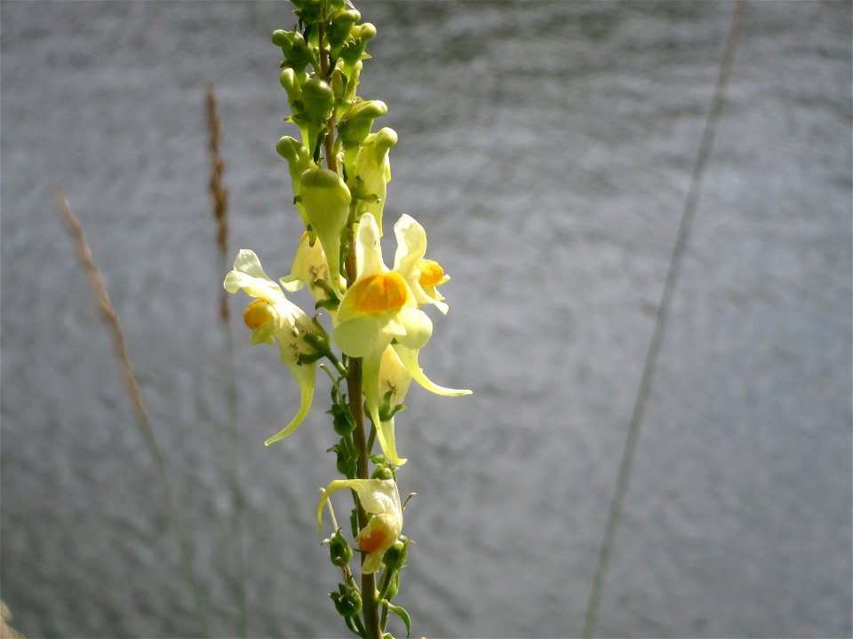 Echtes Leinkraut (Linaria vulgaris) an der Saar in Saarbrücken