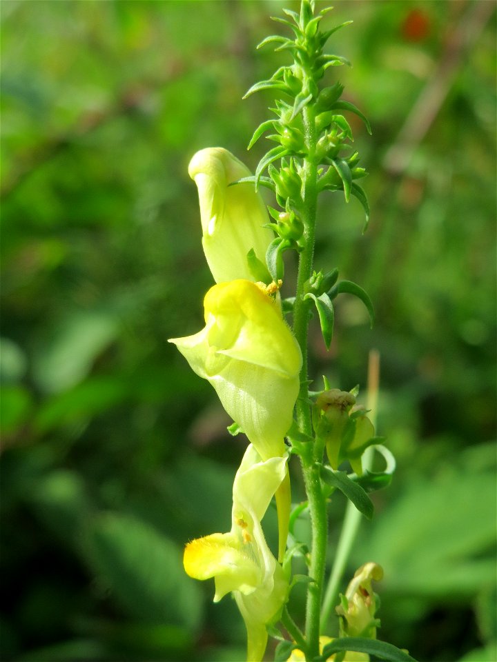 Echtes Leinkraut (Linaria vulgaris) im Schwetzinger Hardt - an der Bahnstrecke Mannheim-Karlsruhe findet sich ein kleines Sandmagerrasen-Biotop mit typischer Binnendünen-Vegetation