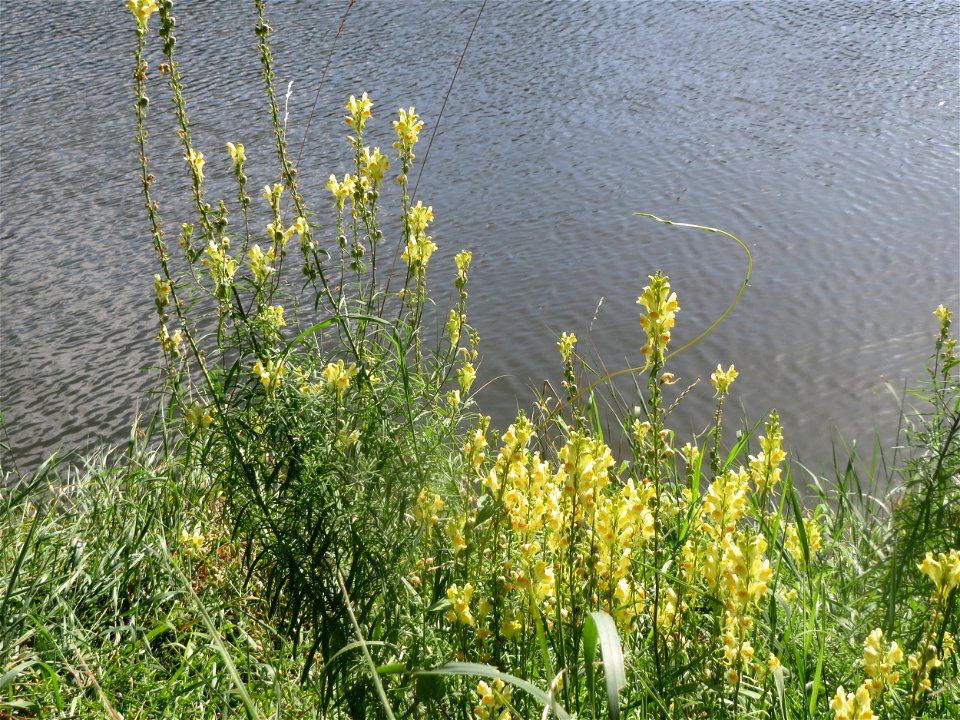 Echtes Leinkraut (Linaria vulgaris) an der Saar in Saarbrücken