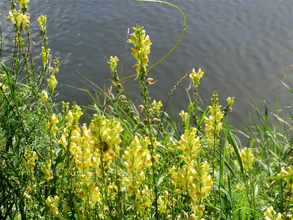 Echtes Leinkraut (Linaria vulgaris) an der Saar in Saarbrücken