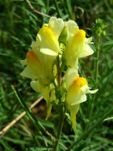 Echtes Leinkraut (Linaria vulgaris) am Bahnhof Schwetzingen