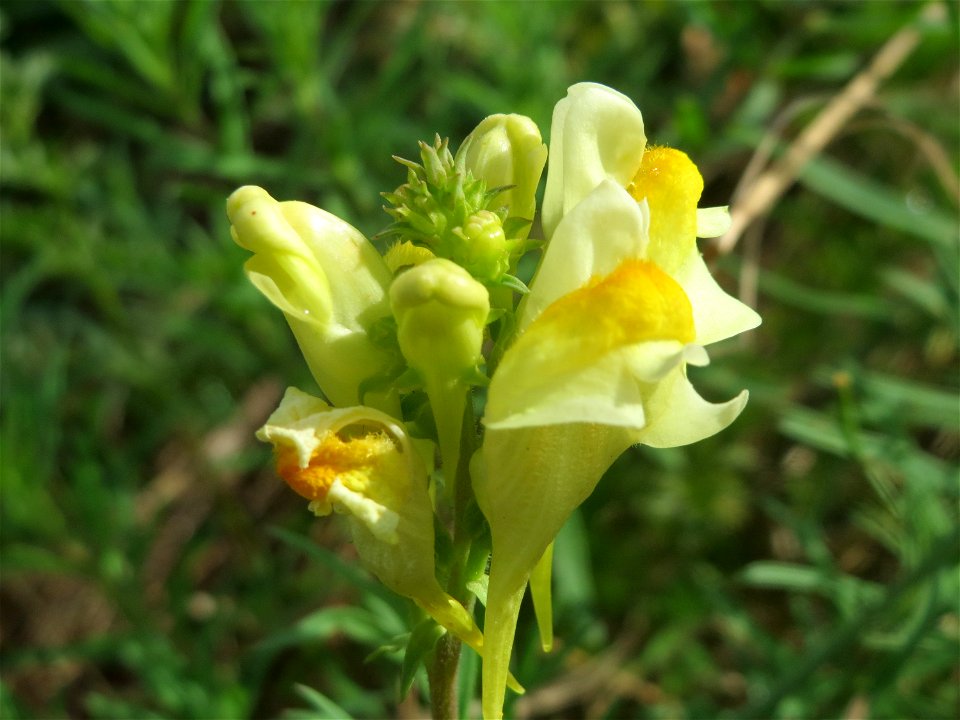 Echtes Leinkraut (Linaria vulgaris) am Bahnhof Schwetzingen