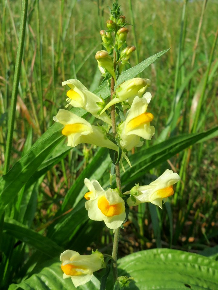 Echtes Leinkraut (Linaria vulgaris) in Hockenheim