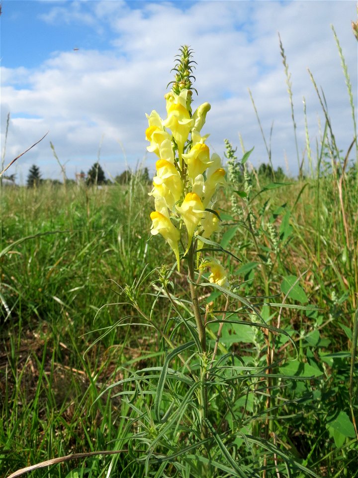Echtes Leinkraut (Linaria vulgaris) in Hockenheim