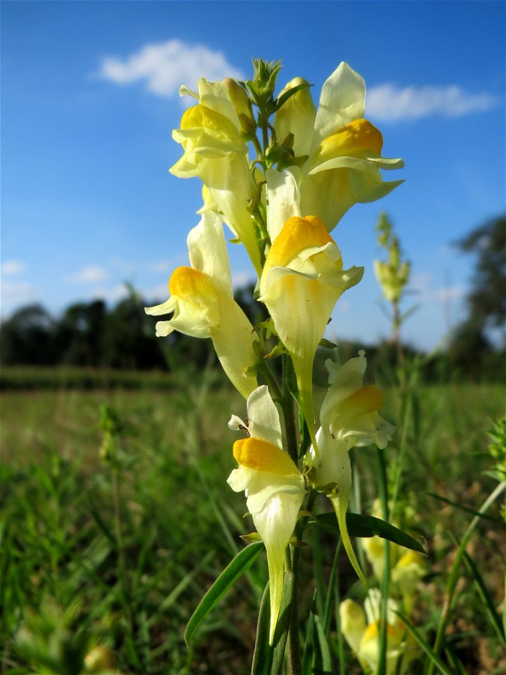 Echtes Leinkraut (Linaria vulgaris) bei Hockenheim