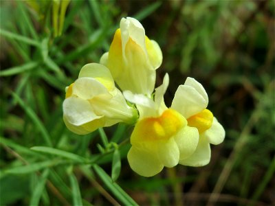 Echtes Leinkraut (Linaria vulgaris) im Schwetzinger Hardt
