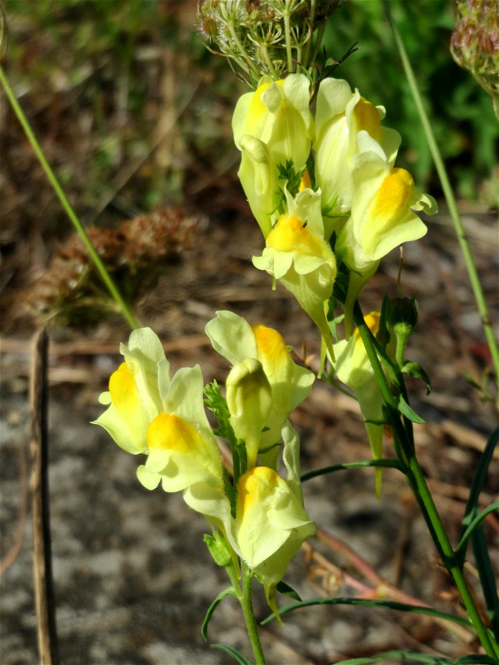 Gewöhnliches Leinkraut (Linaria vulgaris) in Bruchmühlbach-Miesau