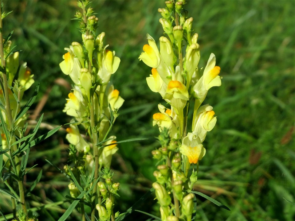 Echtes Leinkraut (Linaria vulgaris) bei Altlußheim