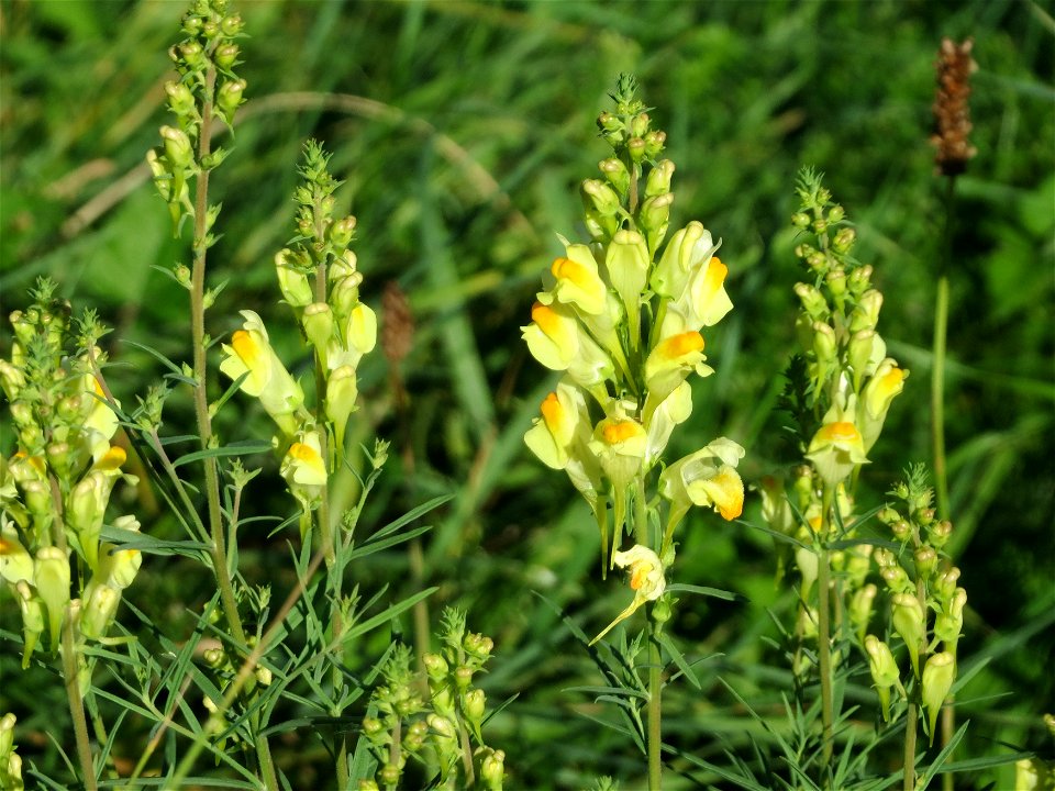 Echtes Leinkraut (Linaria vulgaris) bei Altlußheim