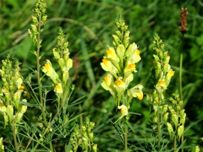 Echtes Leinkraut (Linaria vulgaris) bei Altlußheim