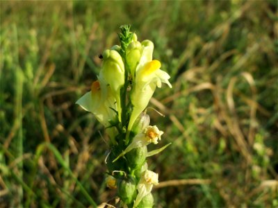 Echtes Leinkraut (Linaria vulgaris) in Hockenheim-Talhaus