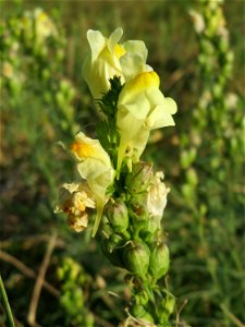 Echtes Leinkraut (Linaria vulgaris) in Hockenheim-Talhaus