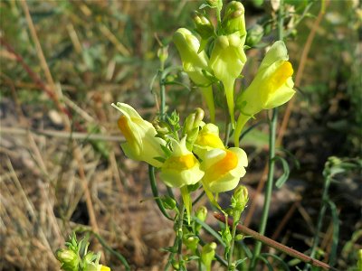 Gewöhnliches Leinkraut (Linaria vulgaris) bei Klingenmünster